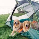 8 conseils essentiels pour faire du camping avec votre chien
