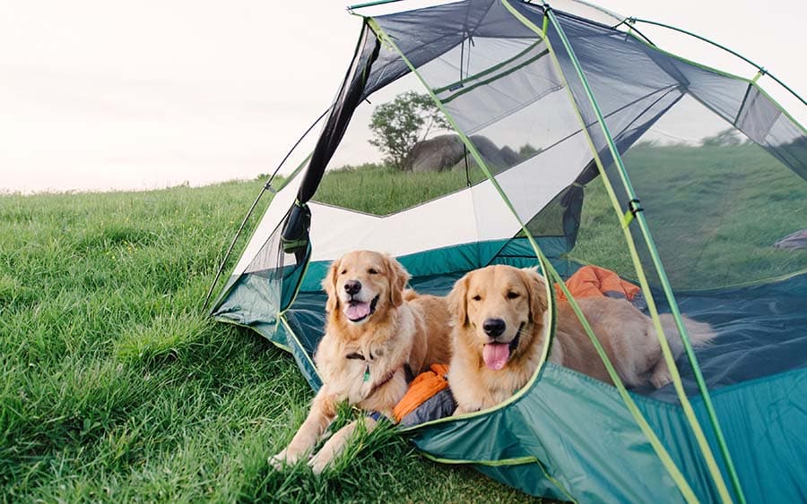 camping avec chien