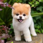 Boo meurt, considéré comme le « plus beau chien du monde » par les réseaux sociaux