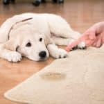 Mon chien a eu un accident : comment nettoyer du pipi de chien sur un tapis ?