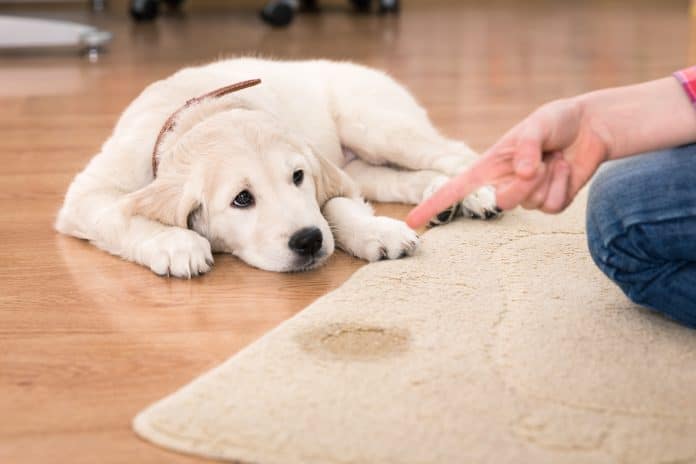 Mon chien a eu un accident : comment nettoyer du pipi de chien sur un tapis ?