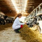Réflexions sur l’alimentation animale dans le milieu agricole