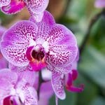 Initiation à la culture des orchidées : Conseils et astuces pour une floraison optimale