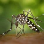 Comment éliminer les moustiques de son jardin ?
