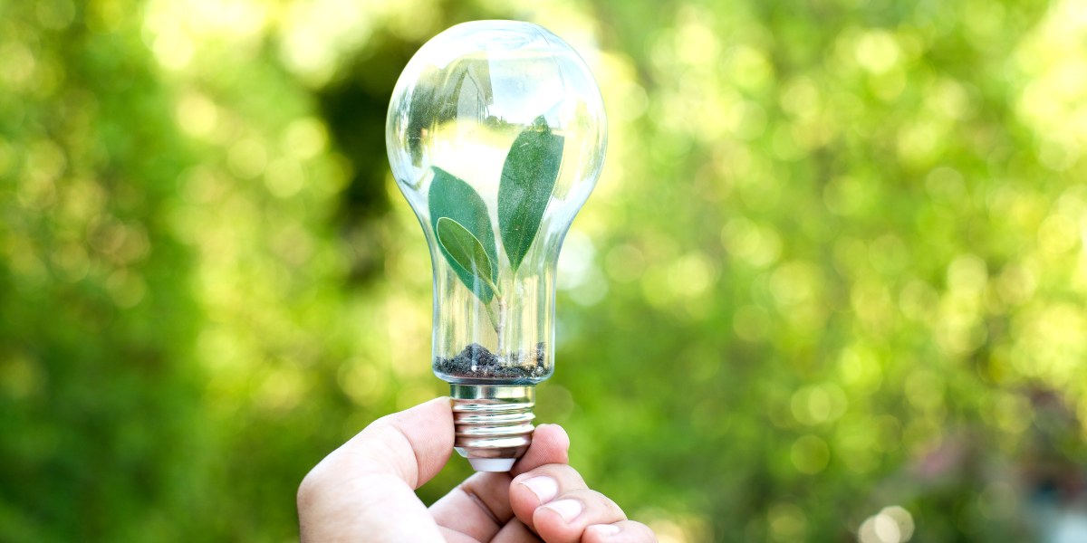 Une personne présentant de manière créative une ampoule avec une plante poussant à l’intérieur, mêlant harmonieusement innovation et nature.