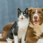 Un chat et un chien assis ensemble, tous deux regardant vers la caméra avec des expressions attentives, près d'une automobile.