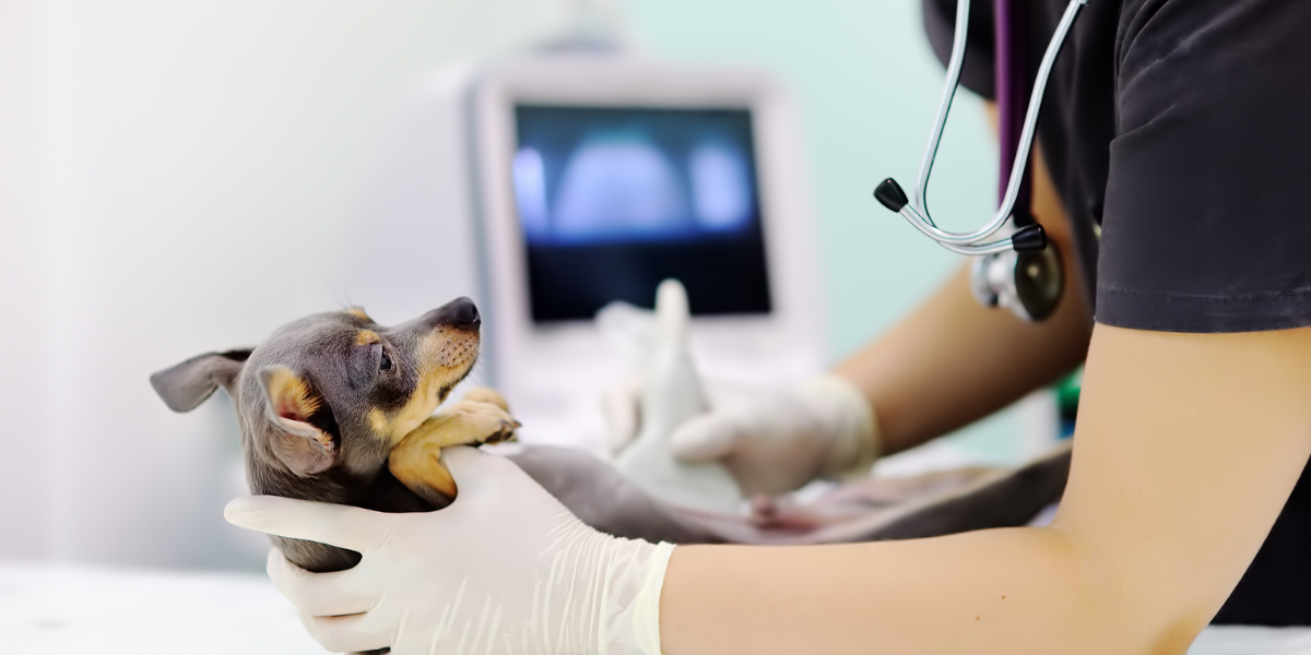 Un vétérinaire effectue une échographie sur un petit chien dans une clinique.