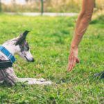 Une personne tendant la main pour toucher un whippet bringé couché dans un harnais sur un champ herbeux.