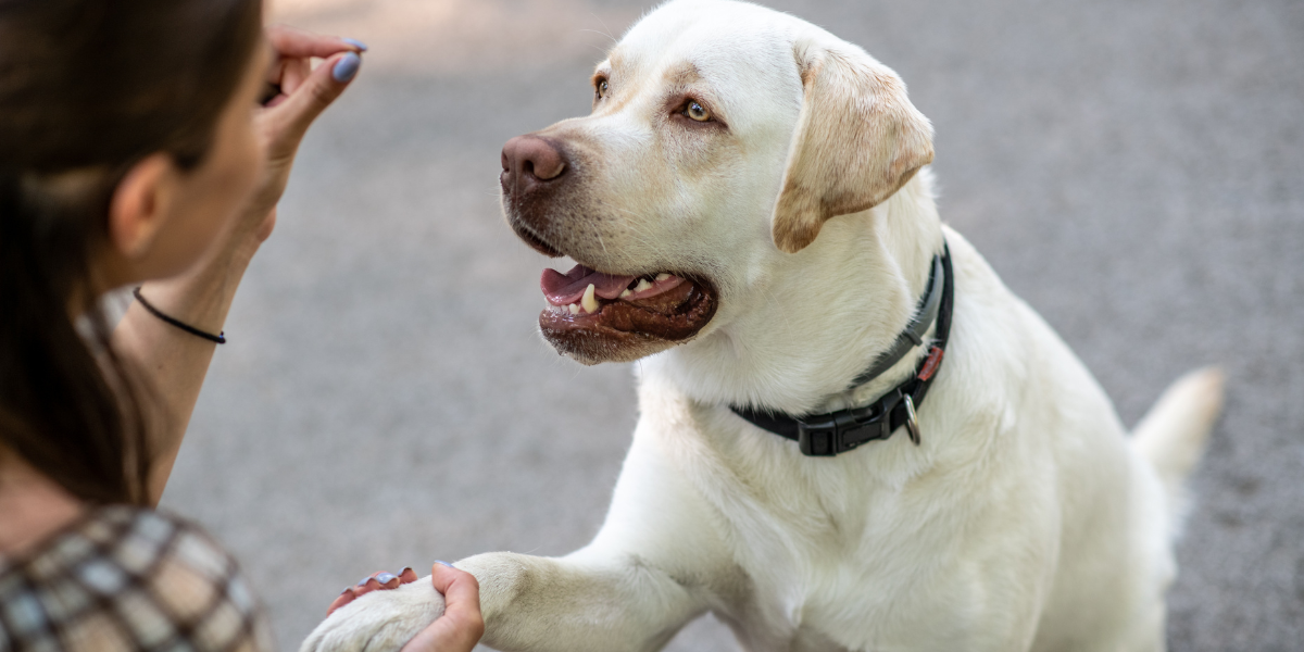 Une femme entraîne un labrador retriever concentré, qui Brouillon Auto place doucement sa patte dans sa main.