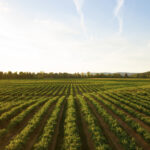 Champs agricole vert